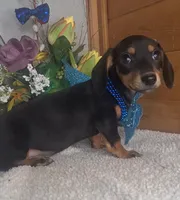 Callie's boy #3, a male Miniature Dachshund for sale in Linton, IN – 3 of 3