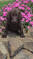 Levi, a male Labrador Retriever for sale in Jasonville, IN – 3 of 6