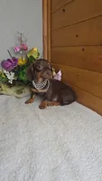 Callie's girl # 2, a female Miniature Dachshund for sale in Linton, IN – 4 of 7