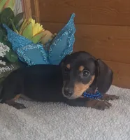 Callie's boy #3, a male Miniature Dachshund for sale in Linton, IN – 2 of 3