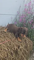 Tracy's Boy # 1, a male Miniature Dachshund for sale in Jasonville, IN – 2 of 3