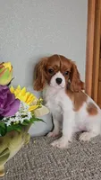 Solo, a male Cavalier King Charles Spaniel for sale in Linton, IN – Photo 10 of 10