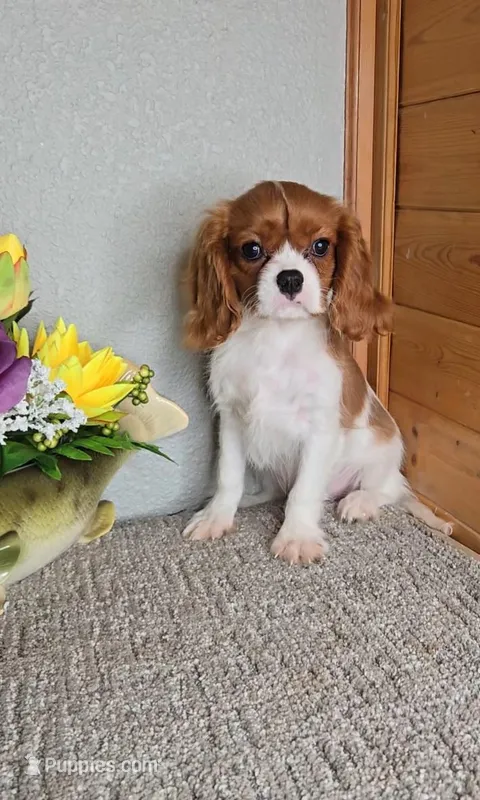 Solo – Cavalier King Charles Spaniel puppy for sale in Linton, IN