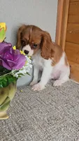 Solo, a male Cavalier King Charles Spaniel for sale in Linton, IN – Photo 5 of 10