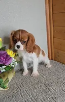Solo, a male Cavalier King Charles Spaniel for sale in Linton, IN – Photo 2 of 10