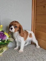 Solo, a male Cavalier King Charles Spaniel for sale in Linton, IN – Photo 3 of 10