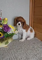 Solo, a male Cavalier King Charles Spaniel for sale in Linton, IN – Photo 7 of 10