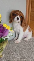 Solo, a male Cavalier King Charles Spaniel for sale in Linton, IN – Photo 9 of 10
