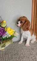 Solo, a male Cavalier King Charles Spaniel for sale in Linton, IN – Photo 6 of 10