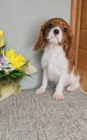 Solo, a male Cavalier King Charles Spaniel for sale in Linton, IN – Photo 4 of 10