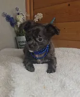 Paxton, a male Chihuahua for sale in Linton, IN – 2 of 4