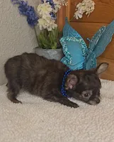 Pecan, a male Chihuahua for sale in Linton, IN – 2 of 3