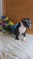 Baxter, a male Boston Terrier for sale in Linton, IN – 6 of 6