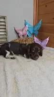 Sandy's girl # 3/Please call, a female Miniature Dachshund for sale in Jasonville, IN – 5 of 7