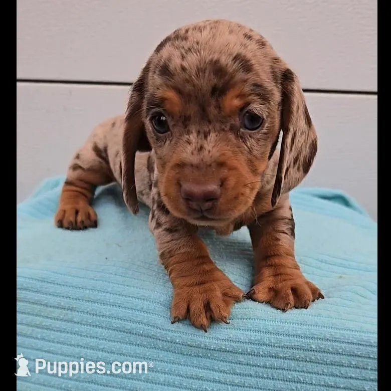 Choc Dapple Boy/pending – Miniature Dachshund puppy for sale in Linton, IN