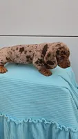 Choc Dapple Boy/pending, a male Miniature Dachshund for sale in Linton, IN – Photo 6 of 9