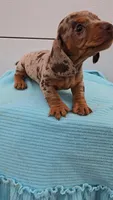 Choc Dapple Boy/pending, a male Miniature Dachshund for sale in Linton, IN – Photo 2 of 9