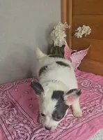 Peaches, a female Chihuahua for sale in Linton, IN – 3 of 6