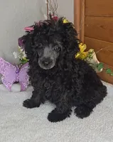 Oreo, a female Poodle - Toy  for sale in Linton, IN – Photo 1 of 5