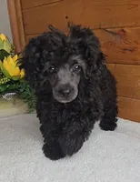 Oreo, a female Poodle - Toy  for sale in Linton, IN – Photo 5 of 5