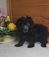 Oreo, a female Poodle - Toy  for sale in Linton, IN – Photo 3 of 5