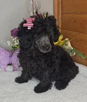 Oreo, a female Poodle - Toy  for sale in Linton, IN – Photo 2 of 5