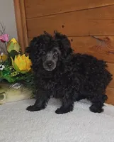 Oreo, a female Poodle - Toy  for sale in Linton, IN – Photo 4 of 5