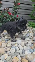 Scotty, a male Miniature Schnauzer for sale in Linton, IN – 3 of 6