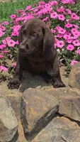 Levi, a male Labrador Retriever for sale in Jasonville, IN – 6 of 6