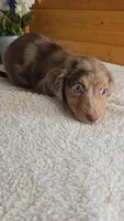 Callie's boy # 1, a male Miniature Dachshund for sale in Linton, IN – 5 of 6