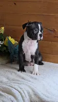 Baxter, a male Boston Terrier for sale in Linton, IN – 5 of 6