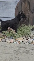 Snickers/MAKE AN OFFER, a male Miniature Schnauzer for sale in Linton, IN – 8 of 10