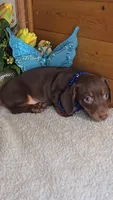 Callie's boy # 2, a male Miniature Dachshund for sale in Linton, IN – 2 of 3