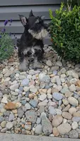 Solo / MAKE AN OFFER, a male Miniature Schnauzer for sale in Linton, IN – 3 of 6