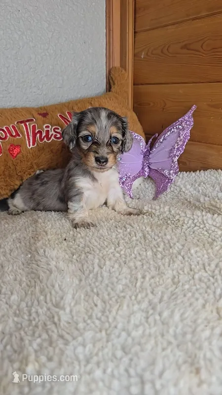 Poppy's girl # 3 – Miniature Dachshund puppy for sale in Linton, IN