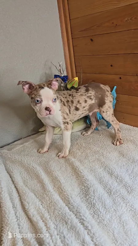 Bryant – Boston Terrier puppy for sale in Linton, IN