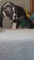 Baxter, a male Boston Terrier for sale in Linton, IN – 2 of 6