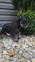 Snickers/MAKE AN OFFER, a male Miniature Schnauzer for sale in Linton, IN – 2 of 10