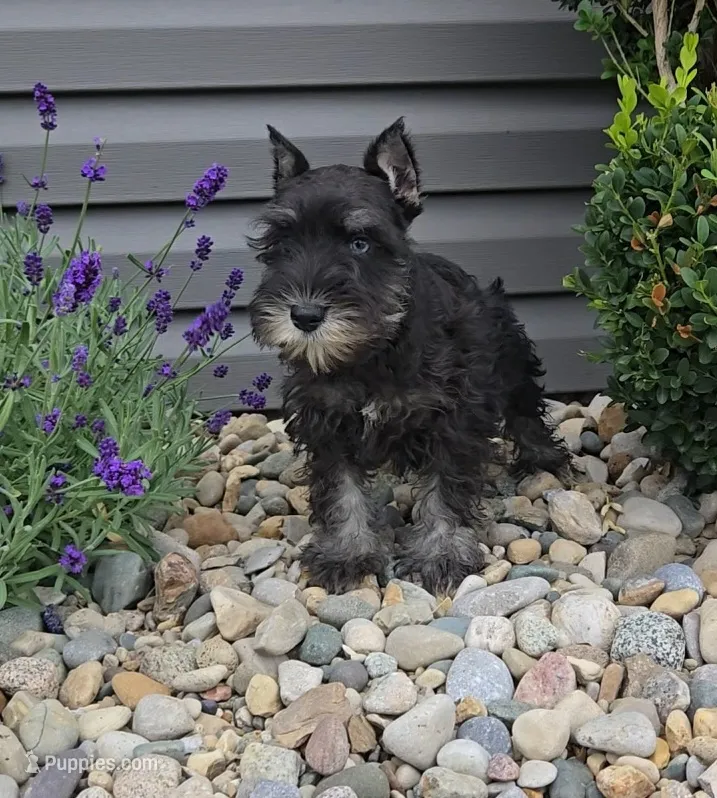 Snickers/MAKE AN OFFER – Miniature Schnauzer puppy for sale in Linton, IN