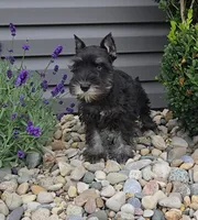 Snickers/MAKE AN OFFER, a male Miniature Schnauzer for sale in Linton, IN – 1 of 10