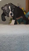 Baxter, a male Boston Terrier for sale in Linton, IN – 3 of 6