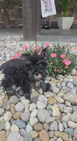 Sally, a female Miniature Schnauzer for sale in Linton, IN – 3 of 4