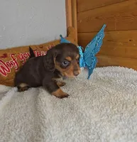 Cathy's boy, a male Miniature Dachshund for sale in Linton, IN – 3 of 3