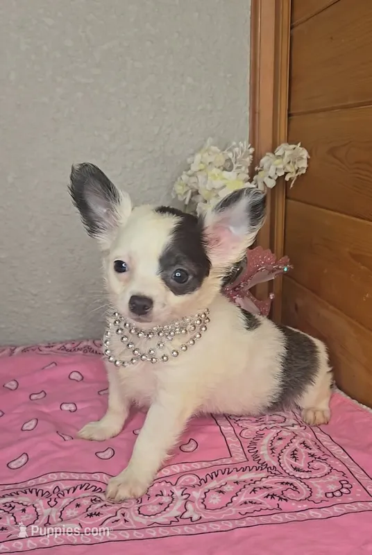 Peaches – Chihuahua puppy for sale in Linton, IN