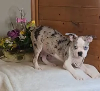 Brianna/make offer, a female Boston Terrier for sale in Linton, IN – 4 of 6