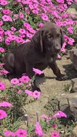 Levi, a male Labrador Retriever for sale in Jasonville, IN – 2 of 6