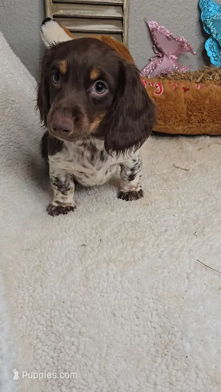Sandy's girl # 3/Please call – Miniature Dachshund puppy for sale in Jasonville, IN
