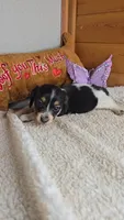 Poppy's girl # 4, a female Miniature Dachshund for sale in Linton, IN – 5 of 5