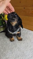 Callie's girl # 1, a female Miniature Dachshund for sale in Linton, IN – 7 of 7