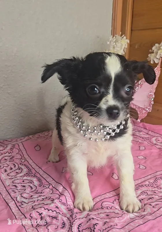 Poppy – Chihuahua puppy for sale in Linton, IN